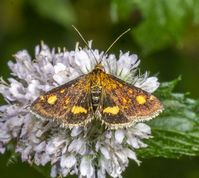 Pyrausta aurata